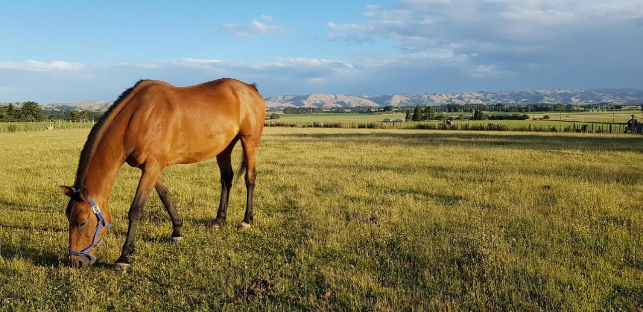 Estancia Farm Stay Masterton Exteriör bild